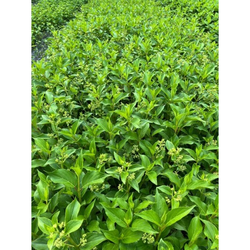 Hortensia paniculé 'Kyushu' C2