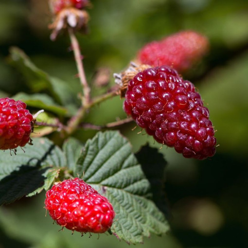 Framboise-mûre 'Tummleberry' P9/C1