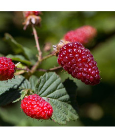 Framboise-mûre 'Tummleberry' P9/C1