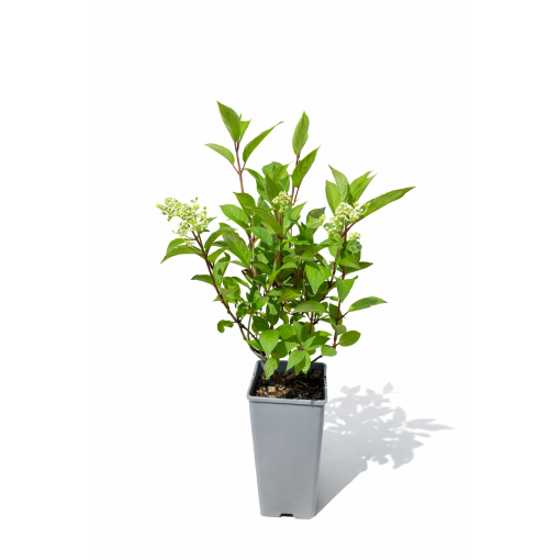Hortensia paniculé 'Early Harry' P9/C1