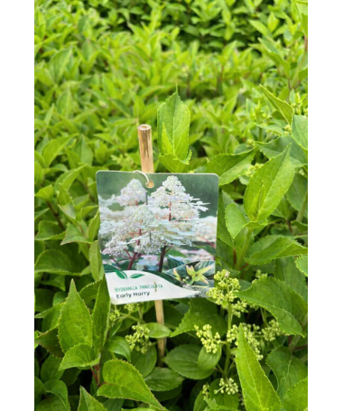 Hortensia paniculé 'Early Harry' P9/C1