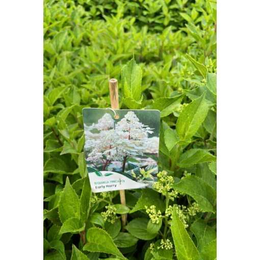 Hortensia paniculé 'Early Harry' P9/C1