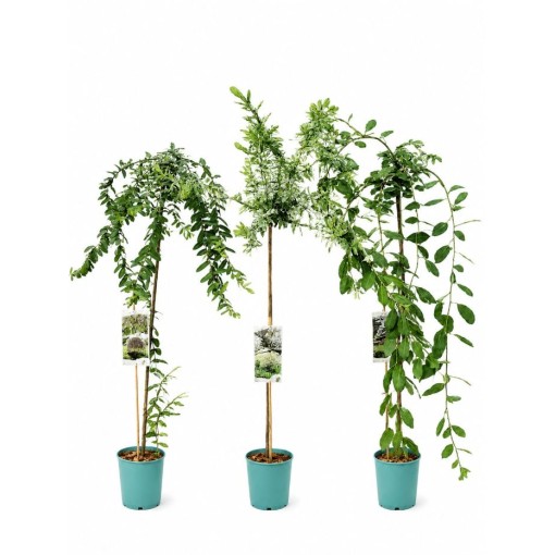 Lot de 3 saules greffés C4