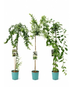 Lot de 3 saules greffés C4