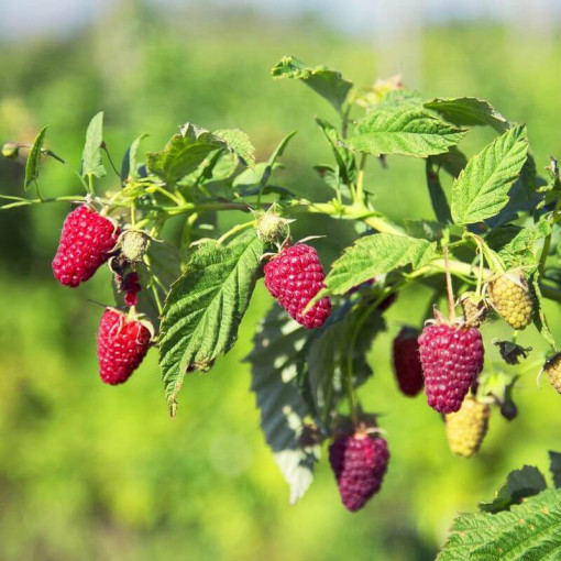 Framboise rouge 'Schonemann' P9/C1