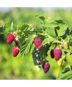 Framboise rouge 'Schonemann' P9/C1