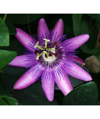 Passiflora (Fleur de la passion) Lavender Lady C2