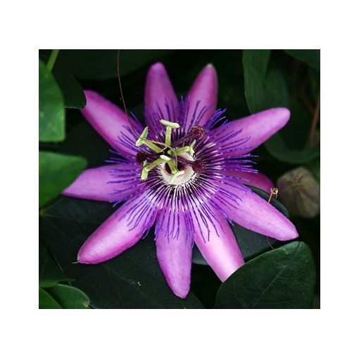 Passiflora (Fleur de la passion) Lavender Lady C2