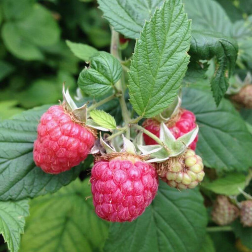Framboise rouge 'Malling Promise' P9/C1