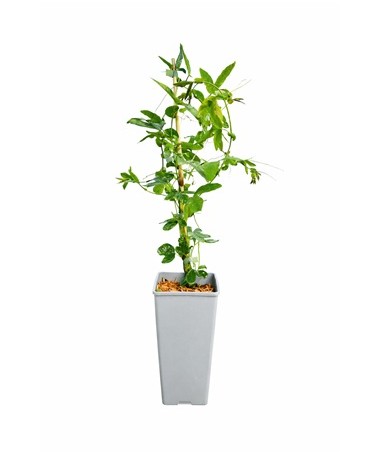 Passiflora (Fleur de la passion) Lavender Lady C2
