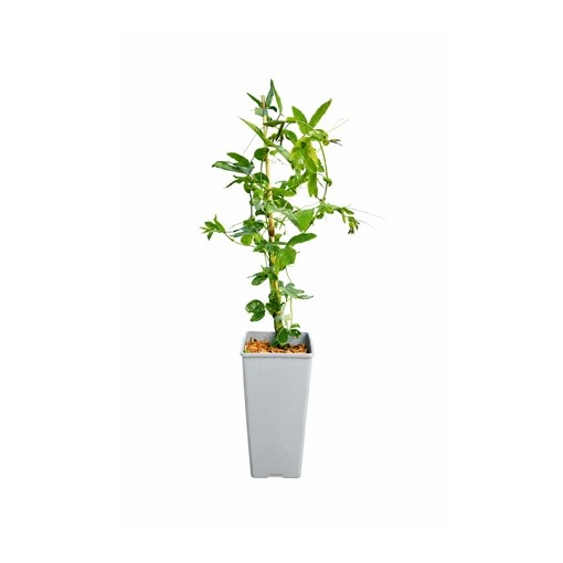 Passiflora (Fleur de la passion) Lavender Lady C2