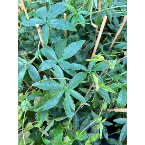 Passiflora (Fleur de la passion) Lavender Lady C2