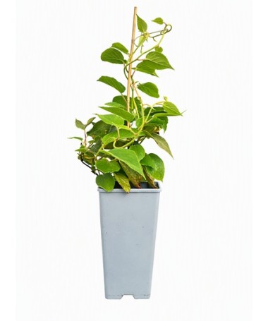 Kiwi Actinidia deliciosa Jenny AUTOFERTILE C2