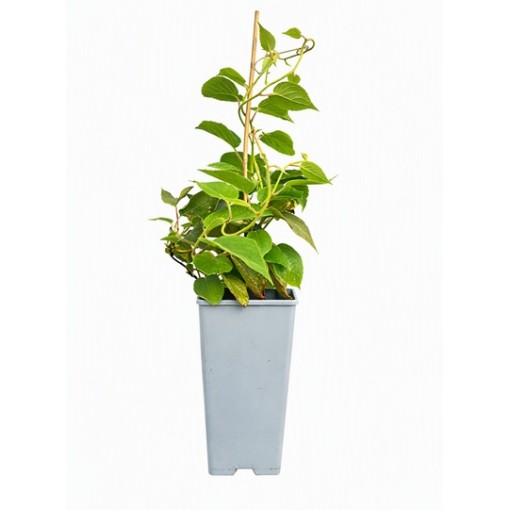 Kiwi Actinidia deliciosa Jenny AUTOFERTILE C2