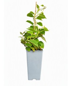 Kiwi Actinidia deliciosa Jenny AUTOFERTILE C2