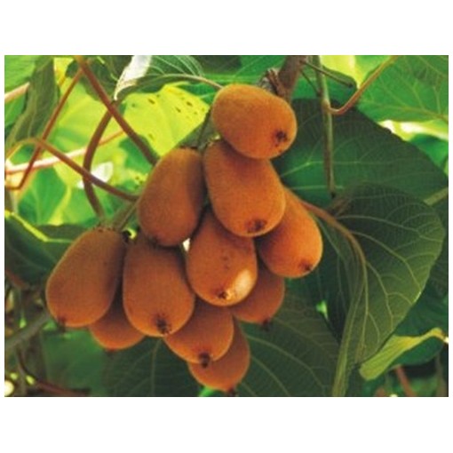 Kiwi Actinidia deliciosa Jenny AUTOFERTILE C2
