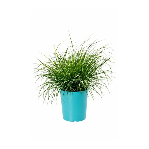 Herbe de la fontaine japonaise 'Little Bunny' pot, 4L