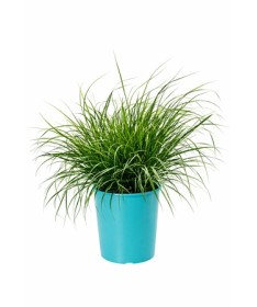 Herbe de la fontaine japonaise 'Little Bunny' pot, 4L