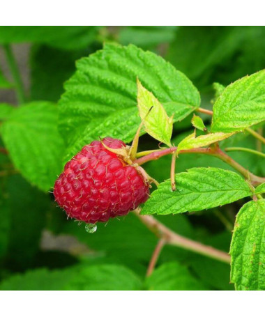 Framboise rouge 'Heritage Red' P9/C1