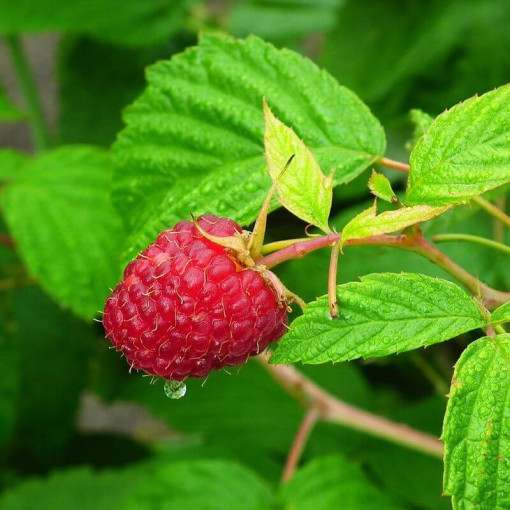 Framboise rouge 'Heritage Red' P9/C1