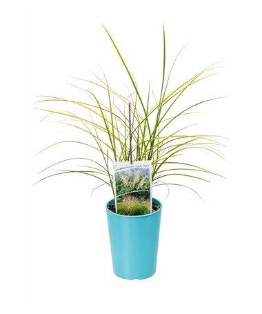 Miscanthus chinois 'Ferner Osten' C4