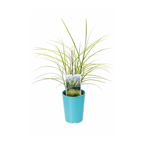 Miscanthus chinois 'Ferner Osten' C4