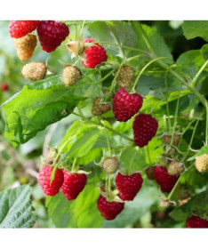 Framboise rouge 'Dorman Red' P9/C1