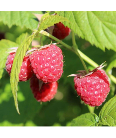 Framboise rouge 'Autumn First' P9/C1