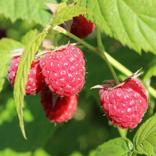 Framboise rouge 'Autumn First' P9/C1