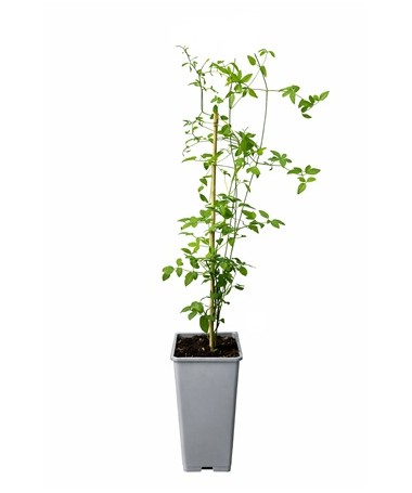 Clématite viticella 'Rubra' C2