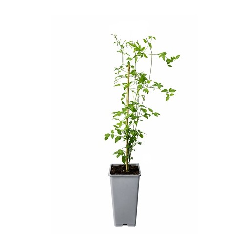 Clématite viticella 'Rubra' C2
