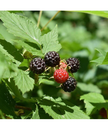 Framboise noire 'Black Jewel' P9/C1