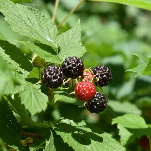 Framboise noire 'Black Jewel' P9/C1