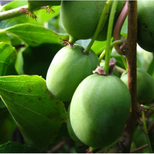 Kiwi Actinidia Sientiabrskaja (panachée) C2