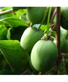 Kiwi Actinidia Sientiabrskaja (panachée) C2