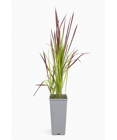 Herbe sanglante du Japon 'Red Baron' C2