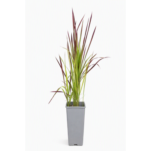 Herbe sanglante du Japon 'Red Baron' C2