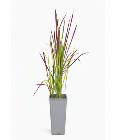 Herbe sanglante du Japon 'Red Baron' C2
