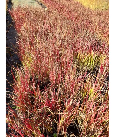 Herbe sanglante du Japon 'Red Baron' C2