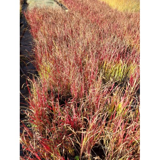 Herbe sanglante du Japon 'Red Baron' C2