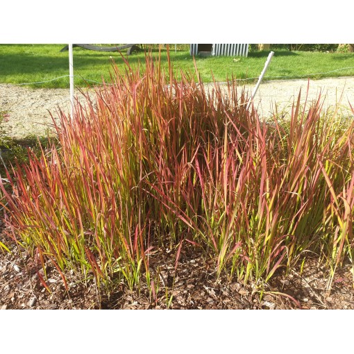 Herbe sanglante du Japon 'Red Baron' C2