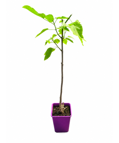 Catalpa C6 (sur tige – version basse)