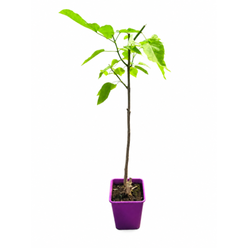 Catalpa C6 (sur tige – version basse)