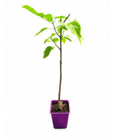 Catalpa C6 (sur tige – version basse)