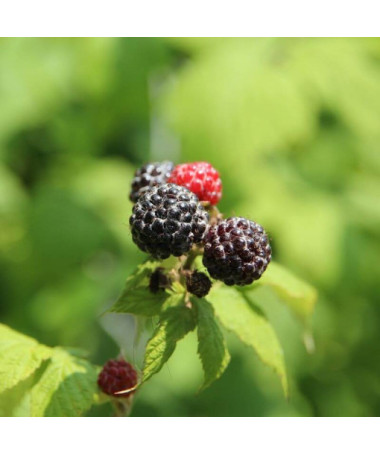 Framboise noire 'Black Jewel' P9/C1