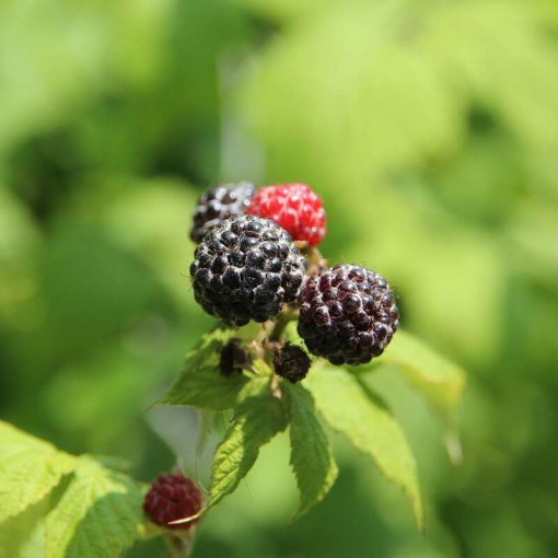 Framboise noire 'Black Jewel' P9/C1