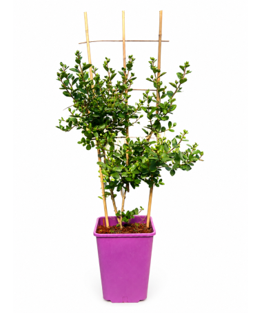 Lilas des Indes 'White' (Sans soleil de midi) (Treillis) C6