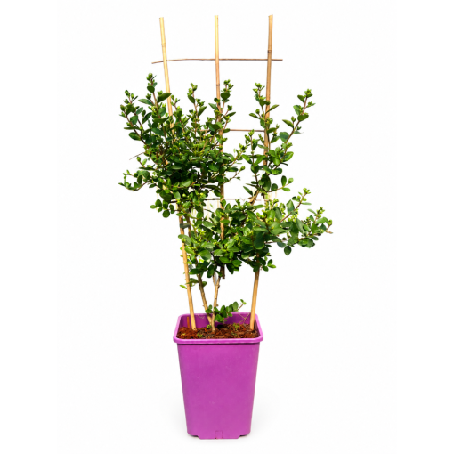 Lilas des Indes 'White' (Sans soleil de midi) (Treillis) C6