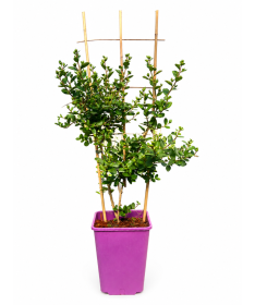 Lilas des Indes 'White' (Sans soleil de midi) (Treillis) C6