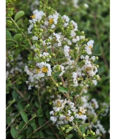 Lilas des Indes 'White' (Sans soleil de midi) (Treillis) C6